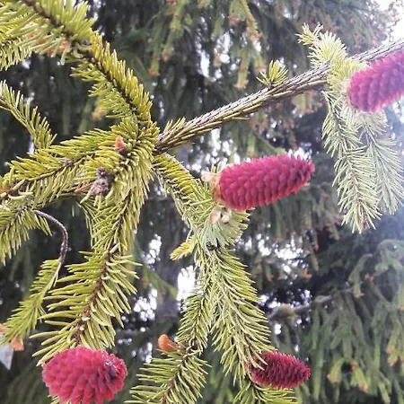 біла * Verkhne-Studenyy