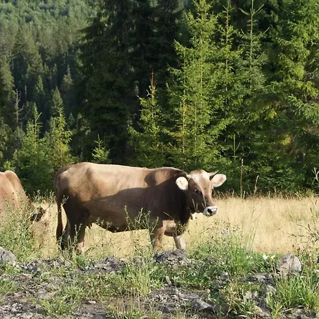 біла Lodge Verkhne-Studenyy